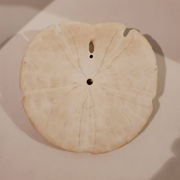 Vintage Keyhole Sand Dollar Seashell 5.5'' Wedding Beach Decor - Picture 4 of 6